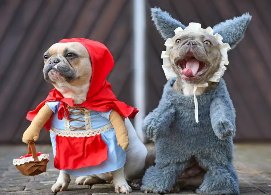 Dog Halloween Costume Contest
